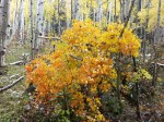 snowmass lake trail fall tree