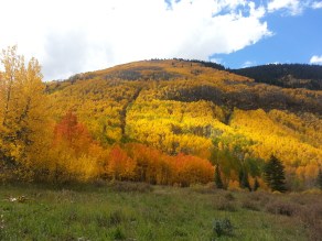 Castle Creek Fall Aspens