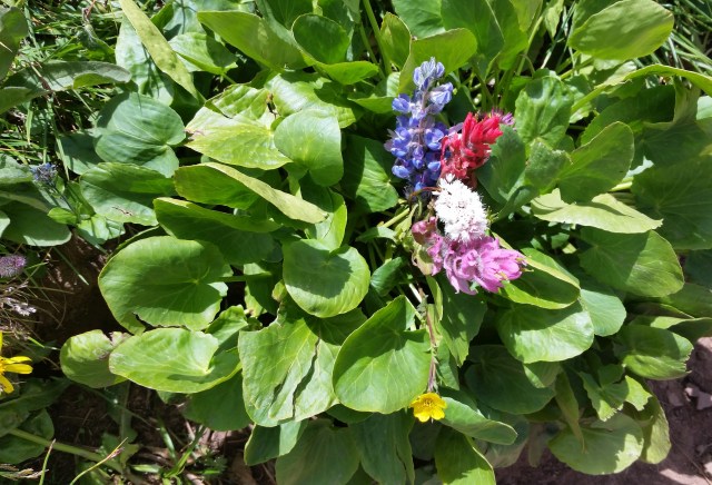 Wildflowers on West Maroon Pass