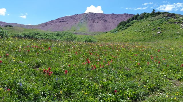wildfloers - crested butte hike
