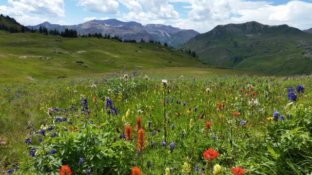 Wildflowers en route to crested butte