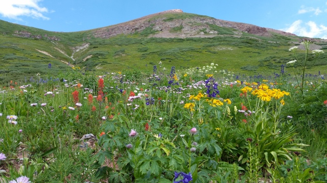Wildflowers on the Crested Butte hike